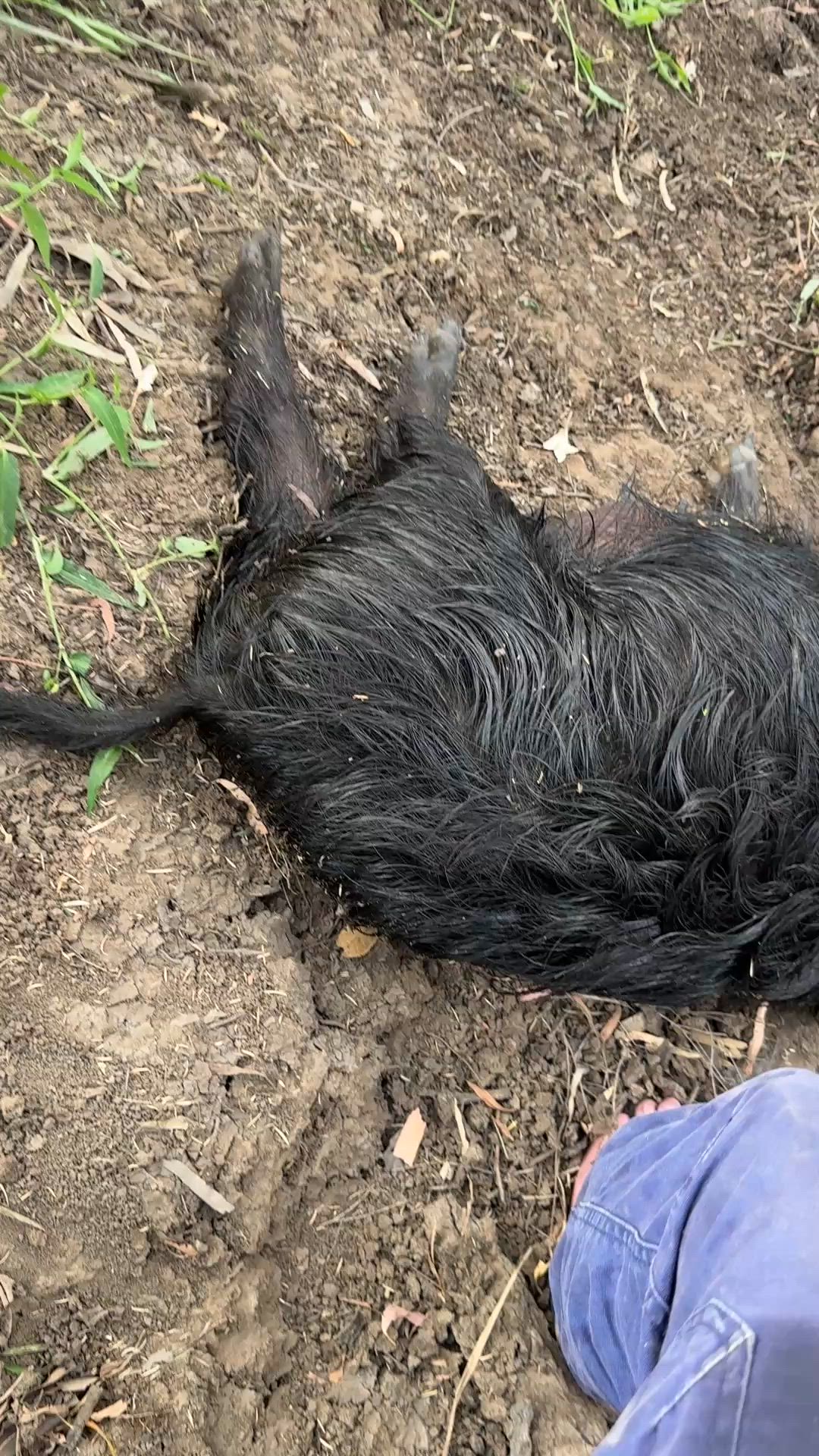 little sow we had to swim for