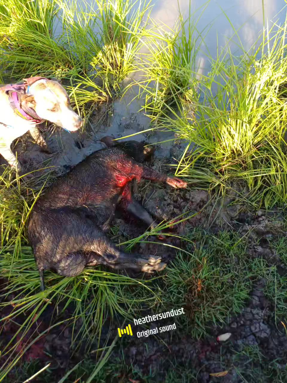 boar off the dam