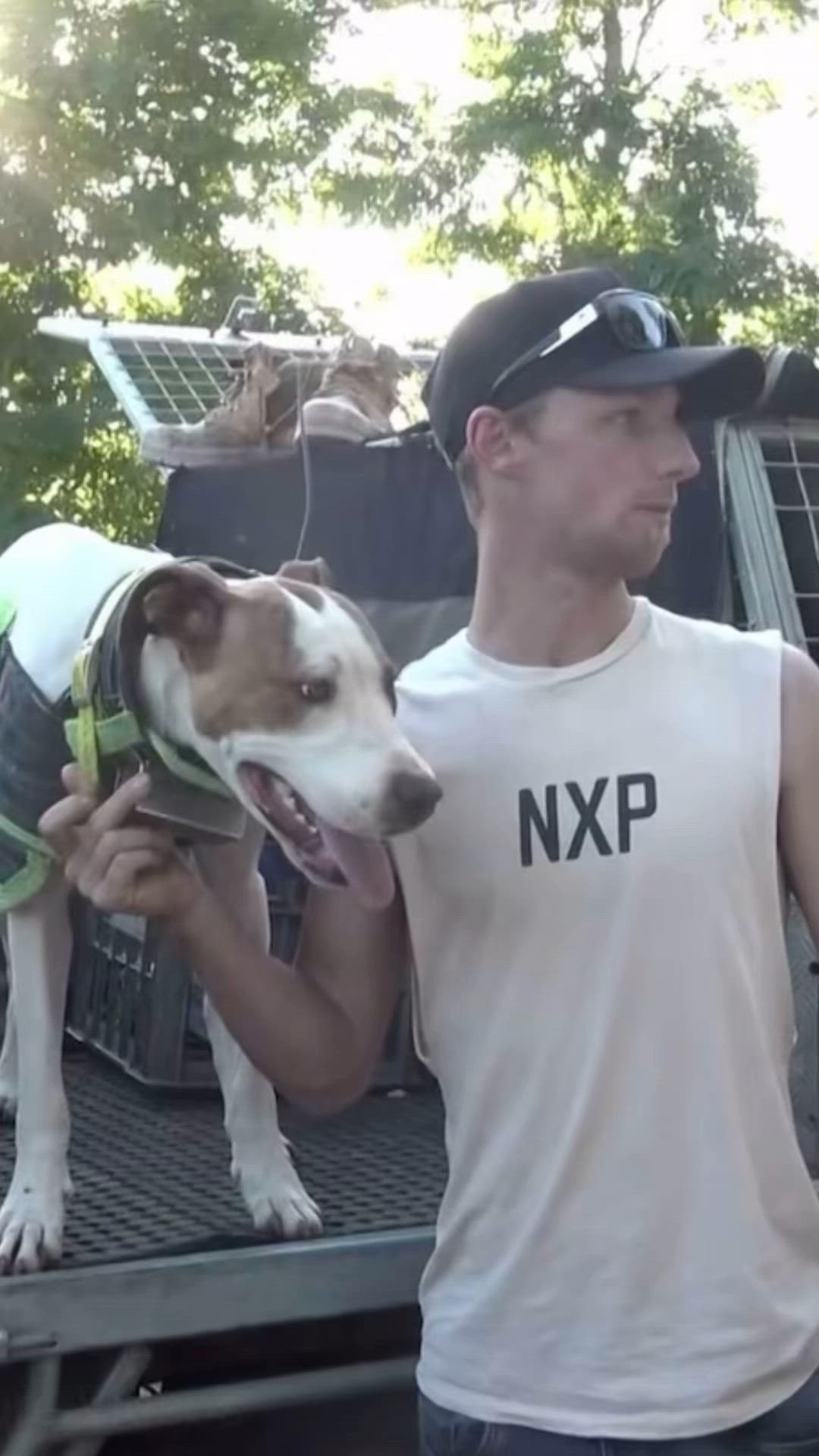 watch working dogs e4