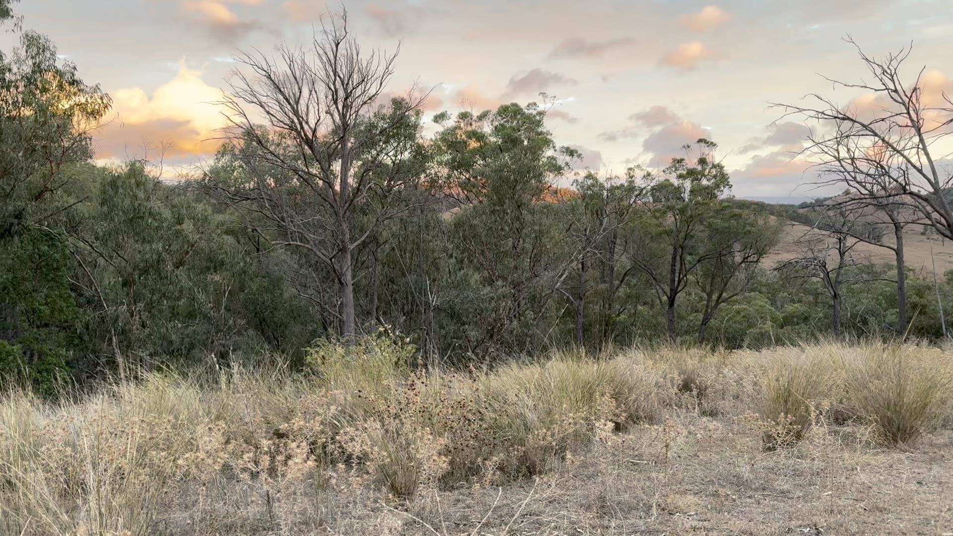 arvo run for some mountain boars 🐗