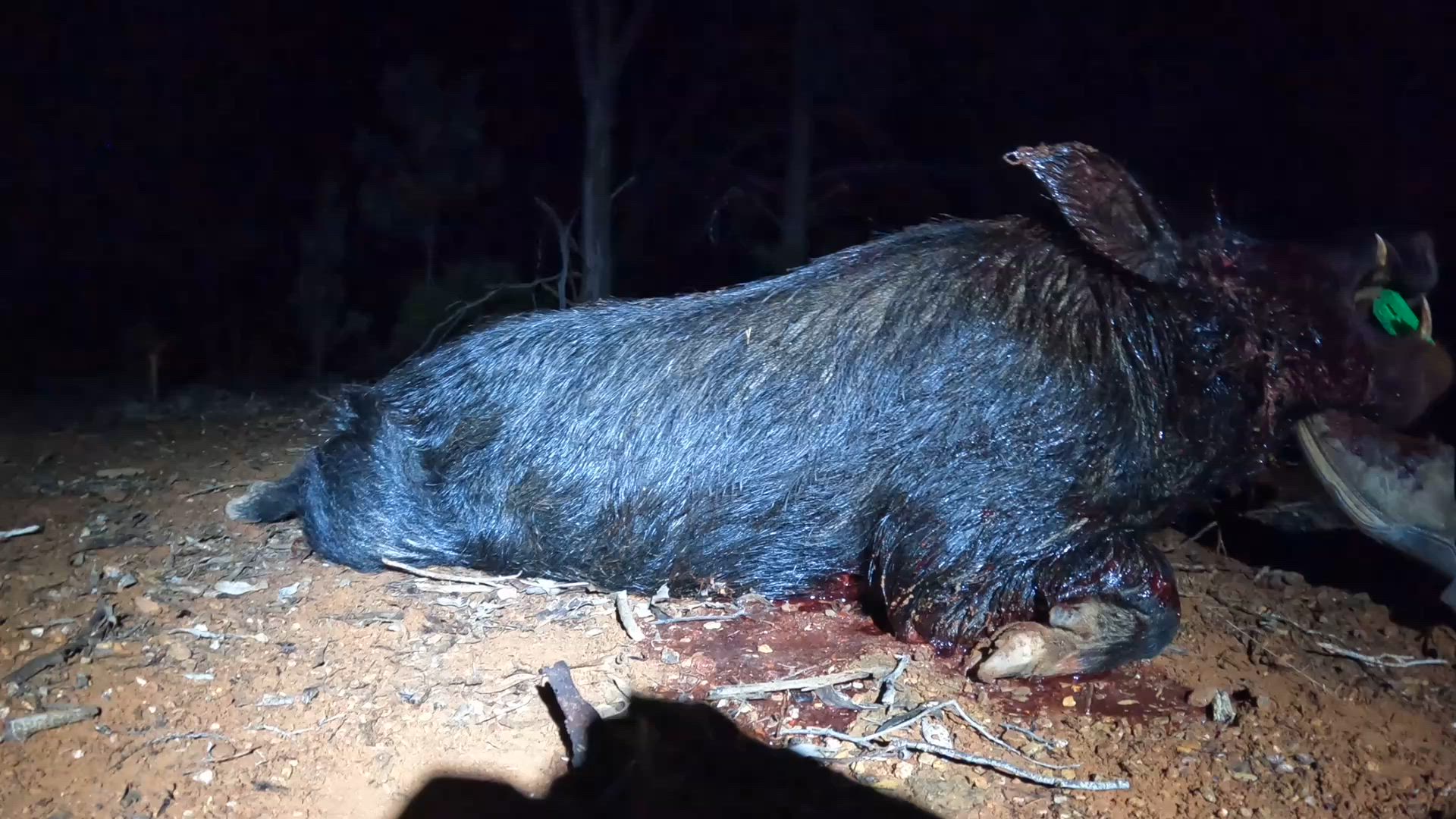 hooky boar
