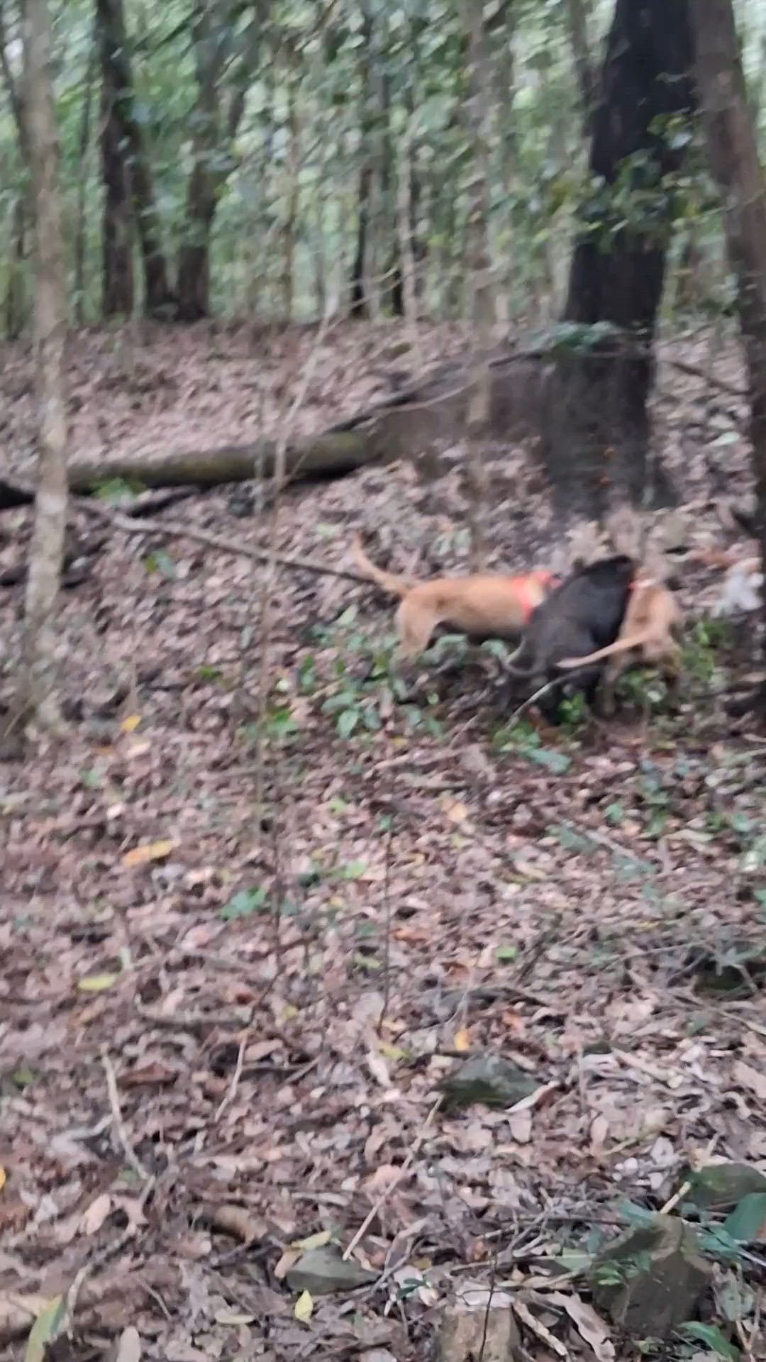 quick hunt with the dogs