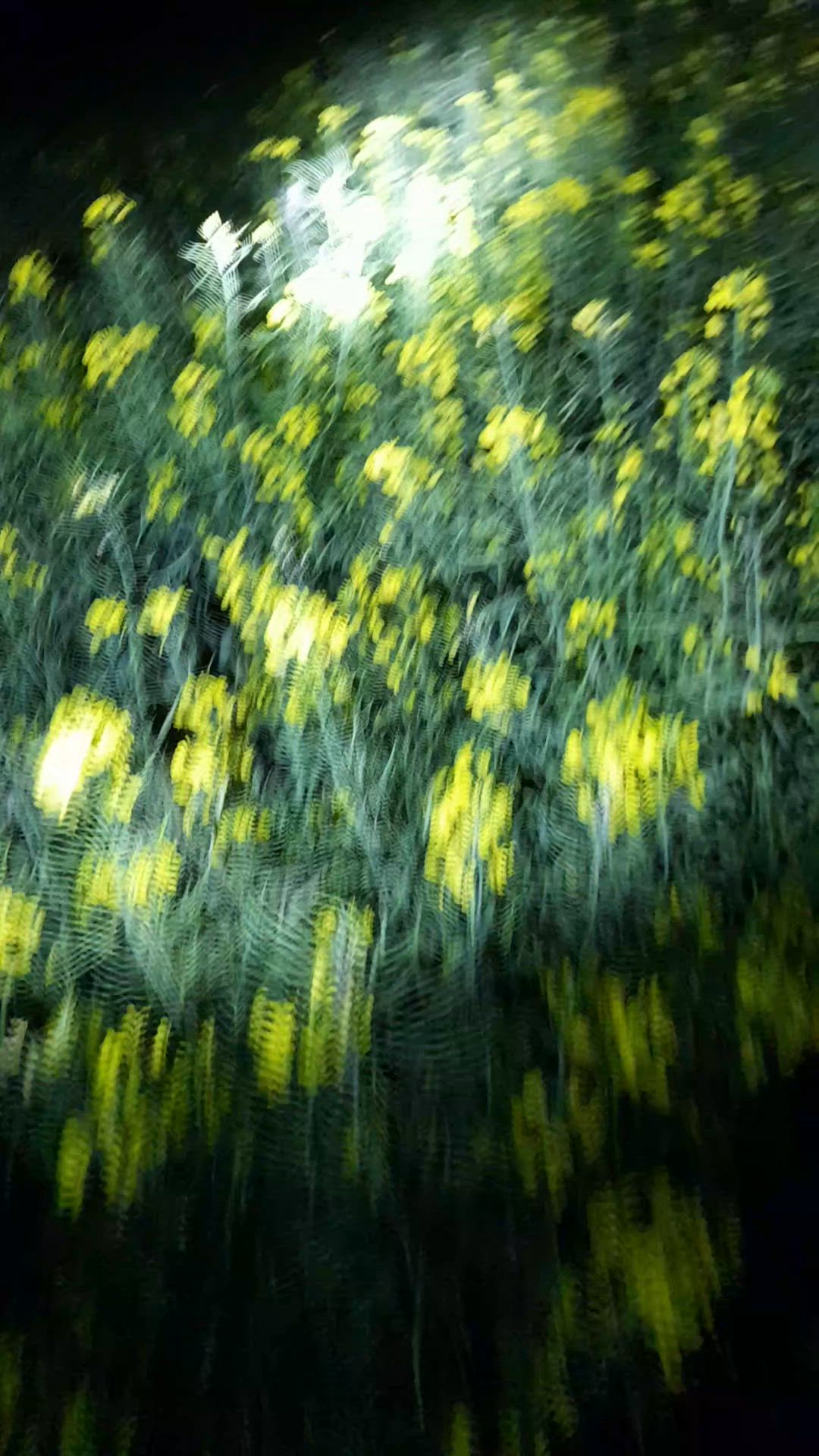 Boar in Canola