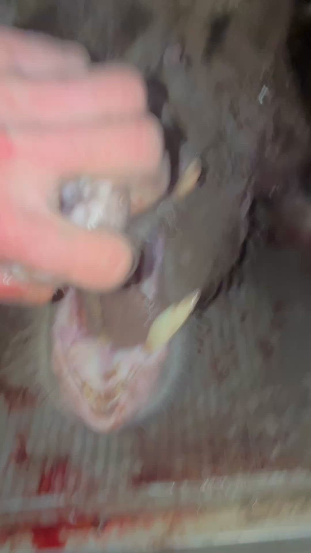 120 with Connor peters