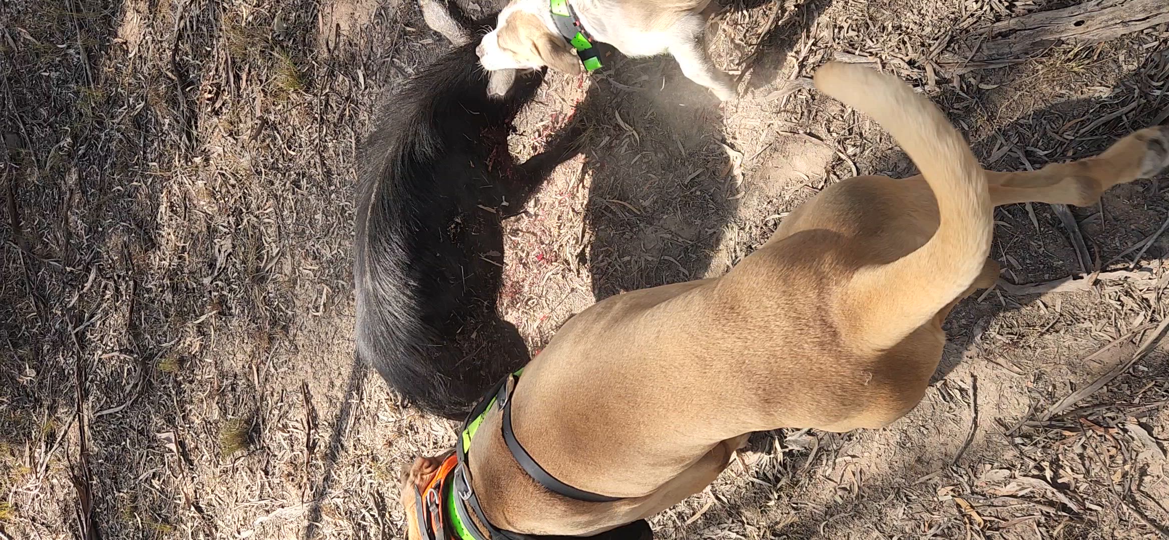 first ever pig this 3month old pup has ever seen..