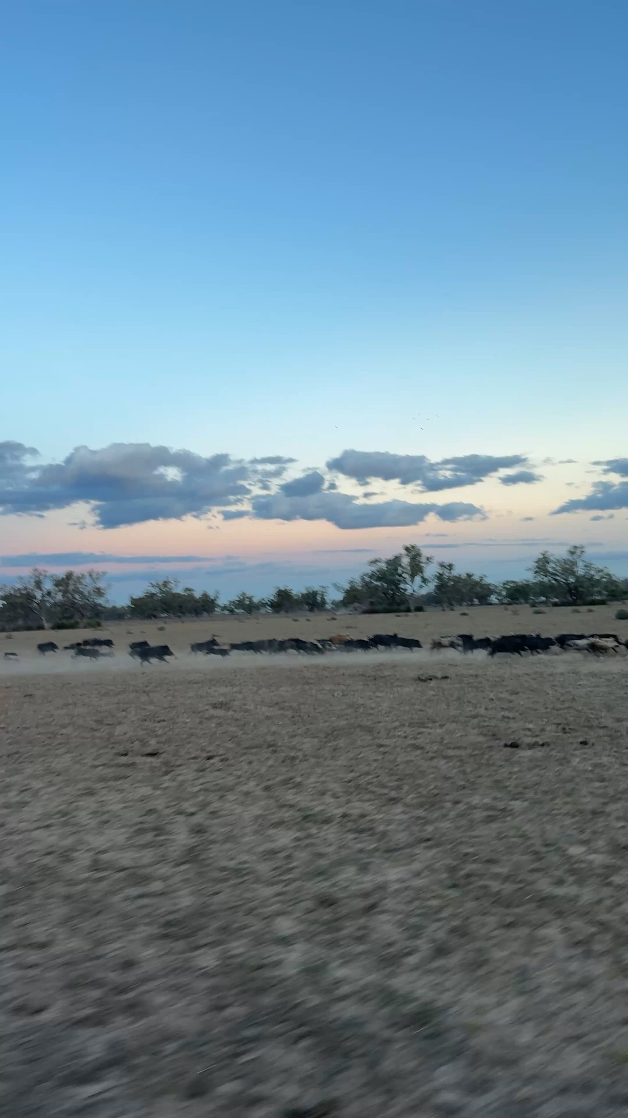Good weekend on the hunt ✨🥰🐗🐕