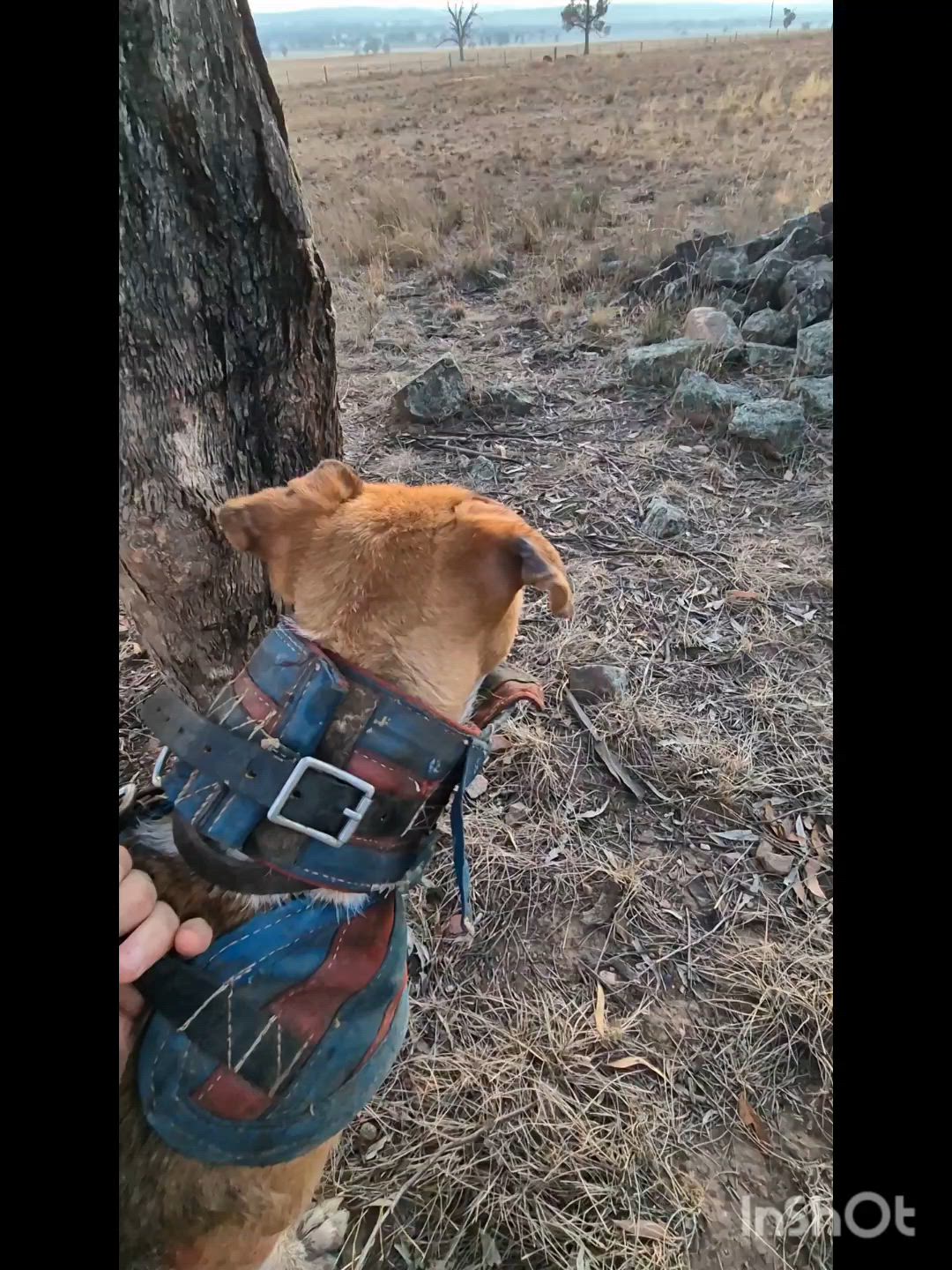 Good morning run with the dogs