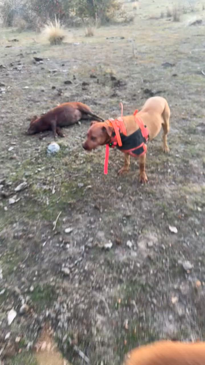 quick vid