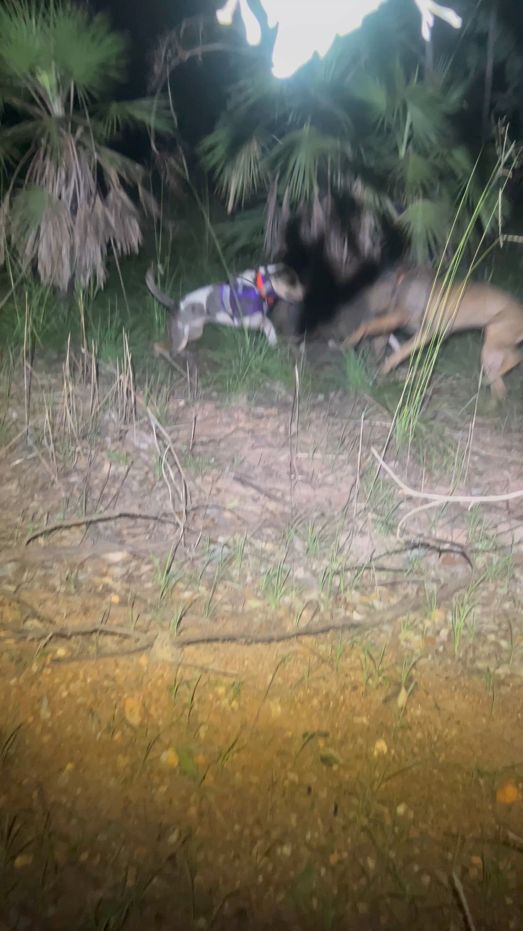 few cranky boars getting around