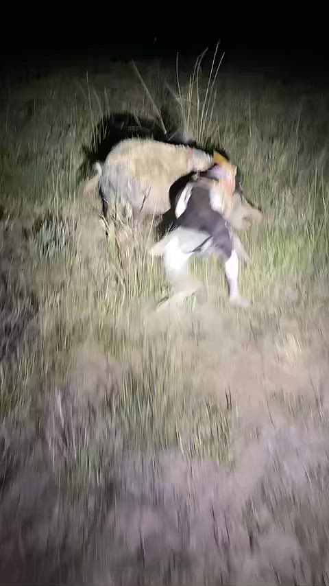 Cracking start to the year so far 🐗