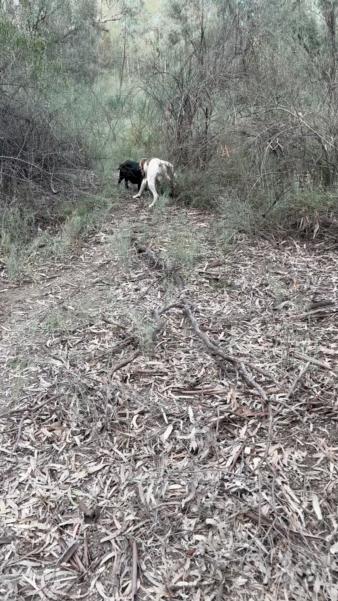 couple more out and about