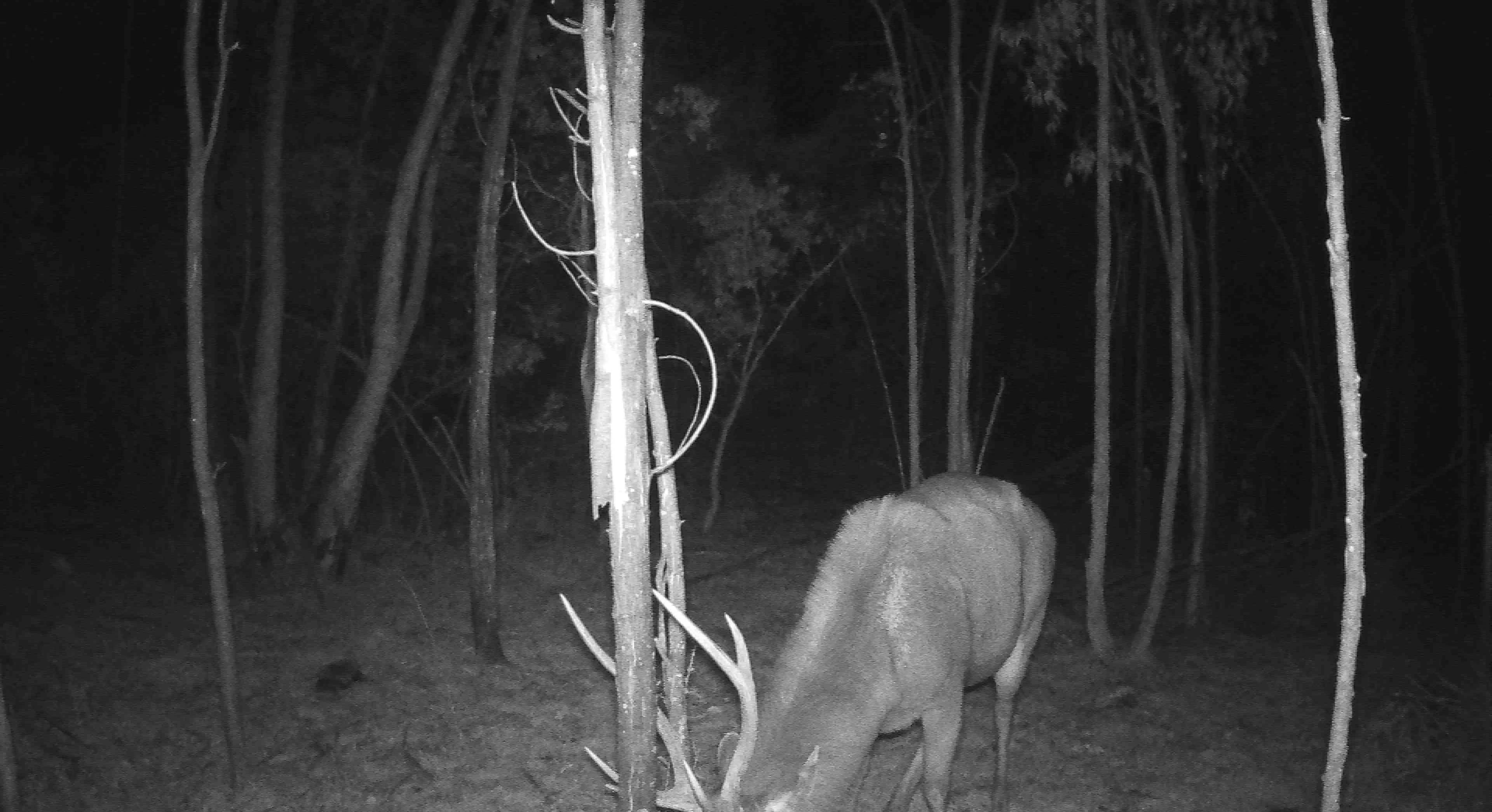 Sambar stag