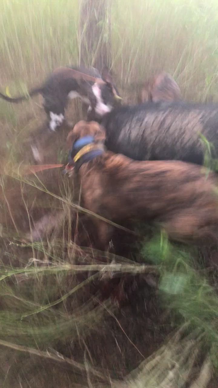 big boar in the long grass