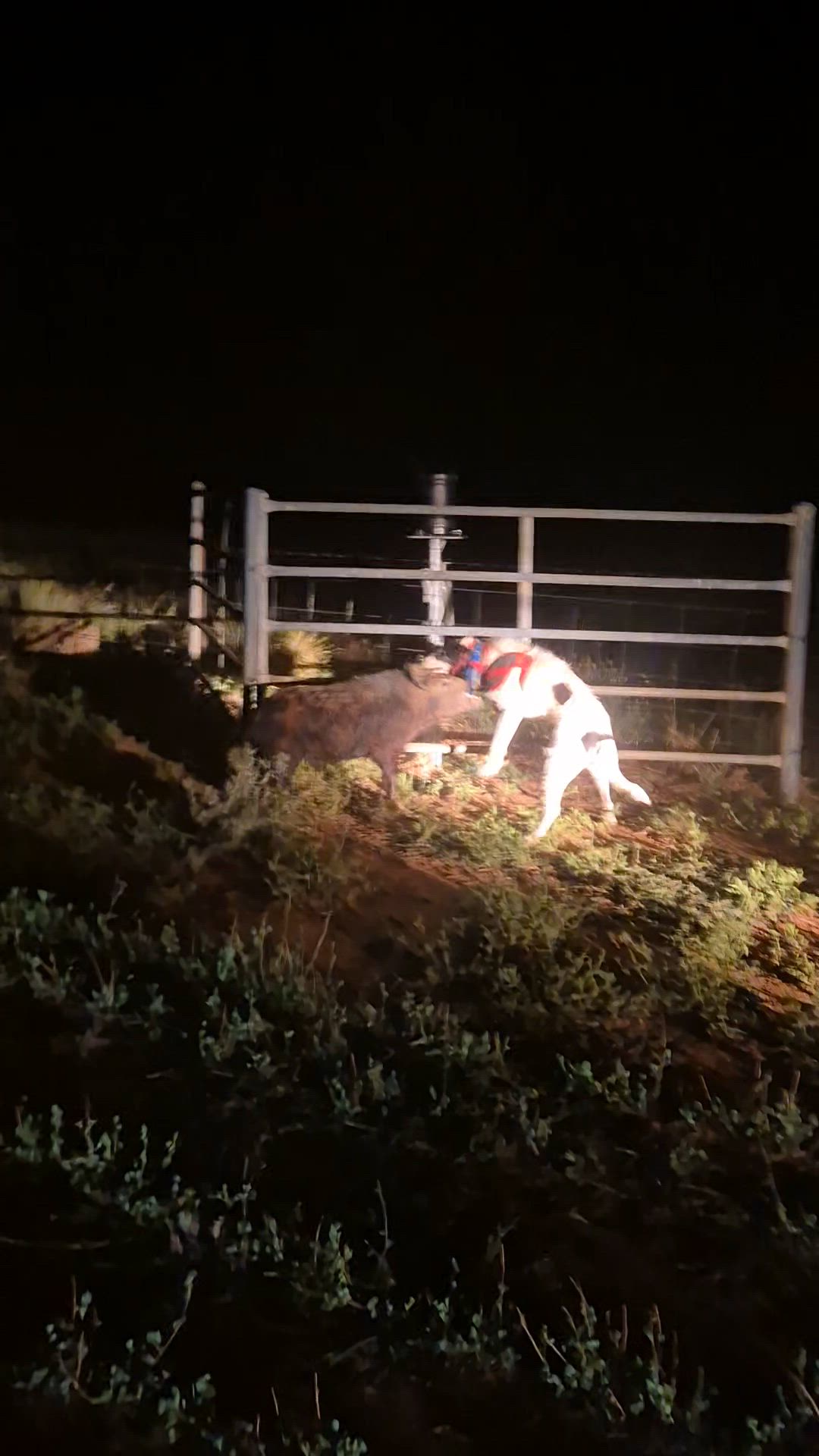 OLD FELLA HANGING ON