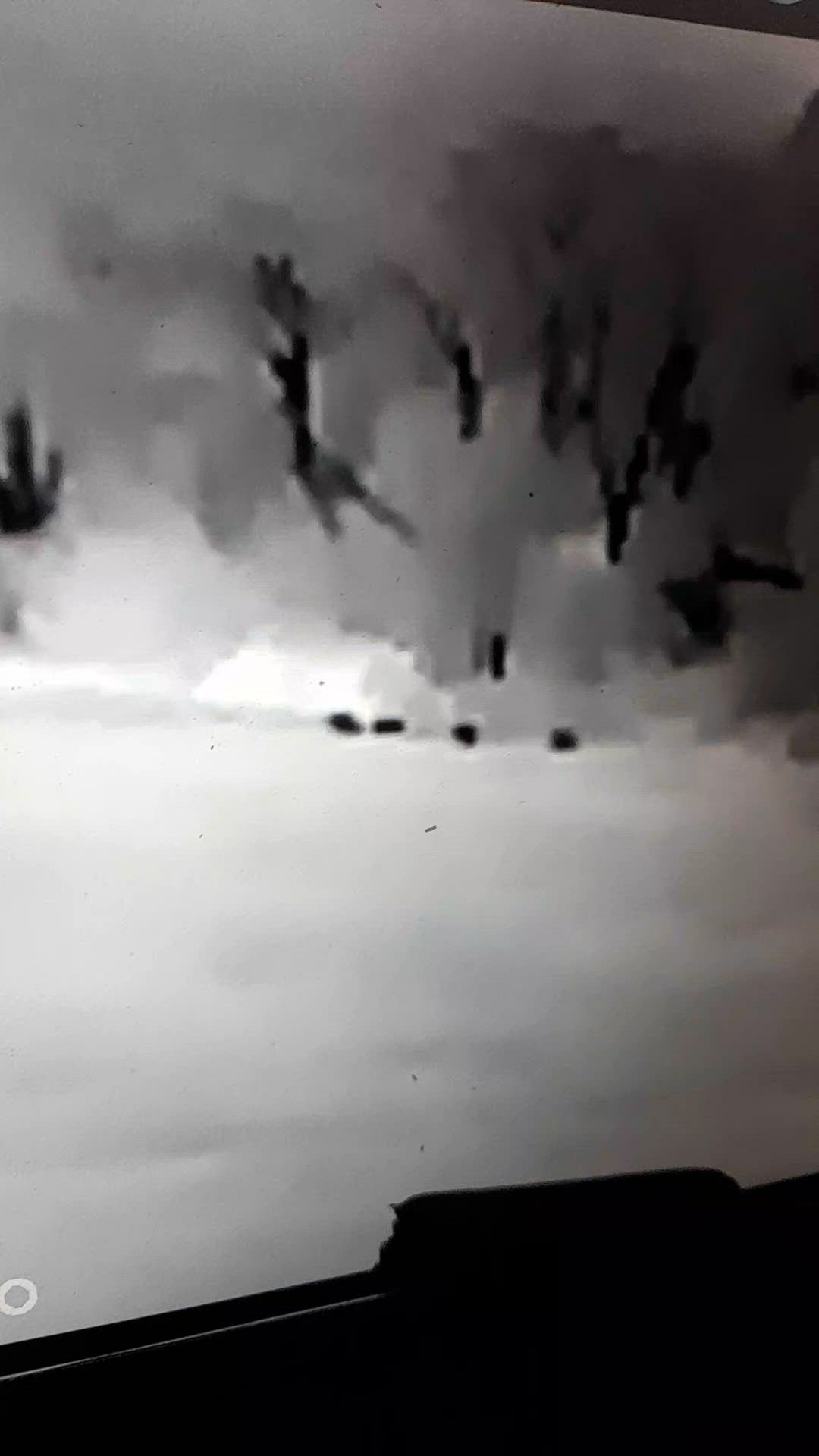thermal pigs