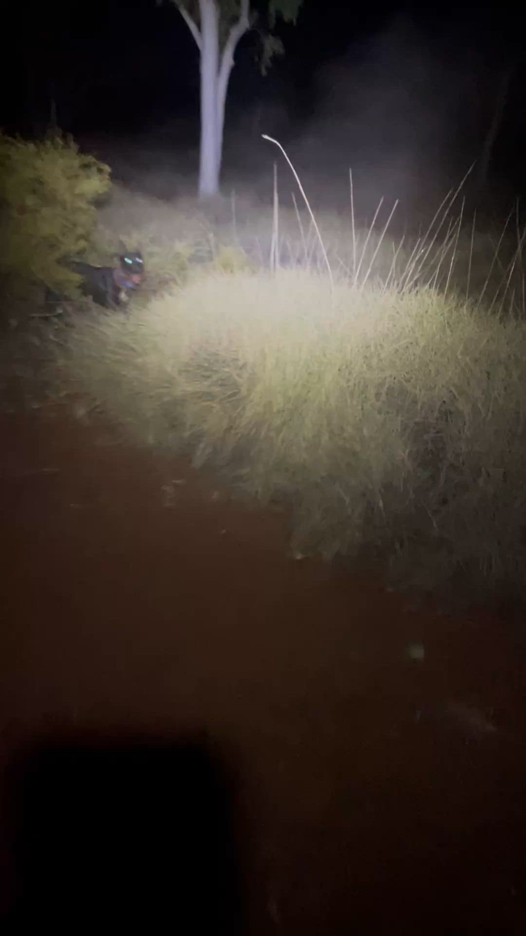 good spinifex boar