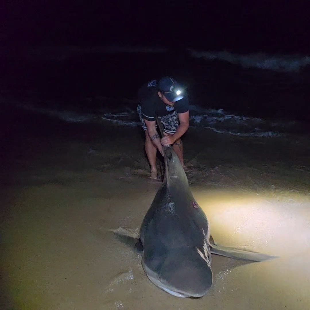 NSW South Coast Whaler return