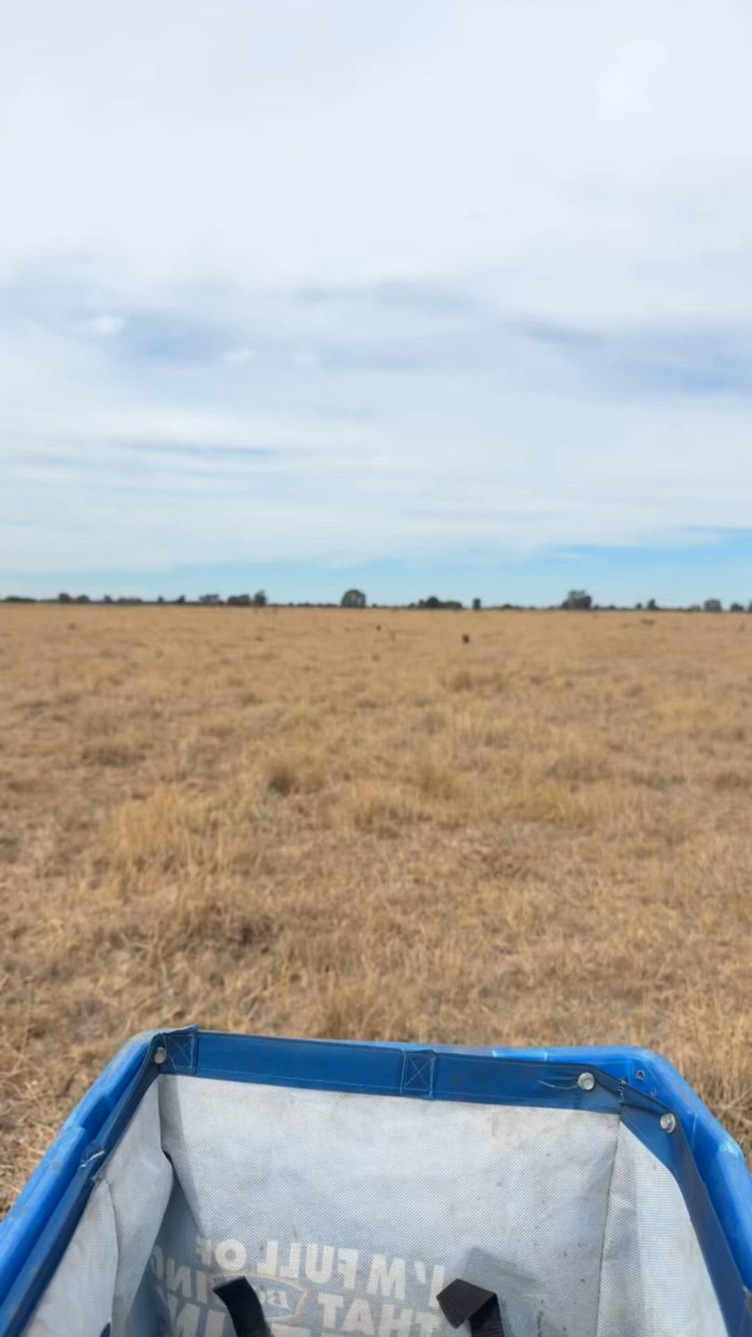 Arvo run