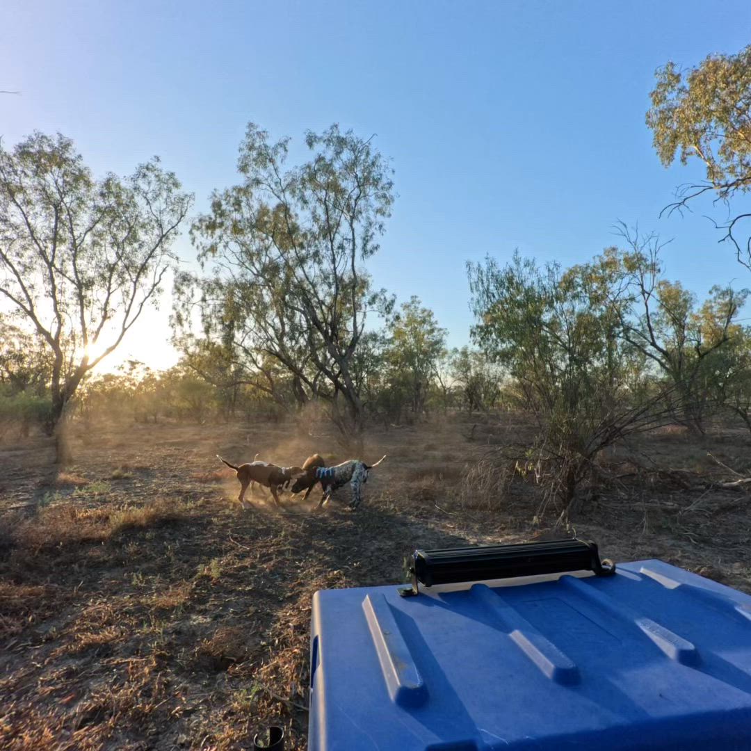 1.5km find, hooky boar