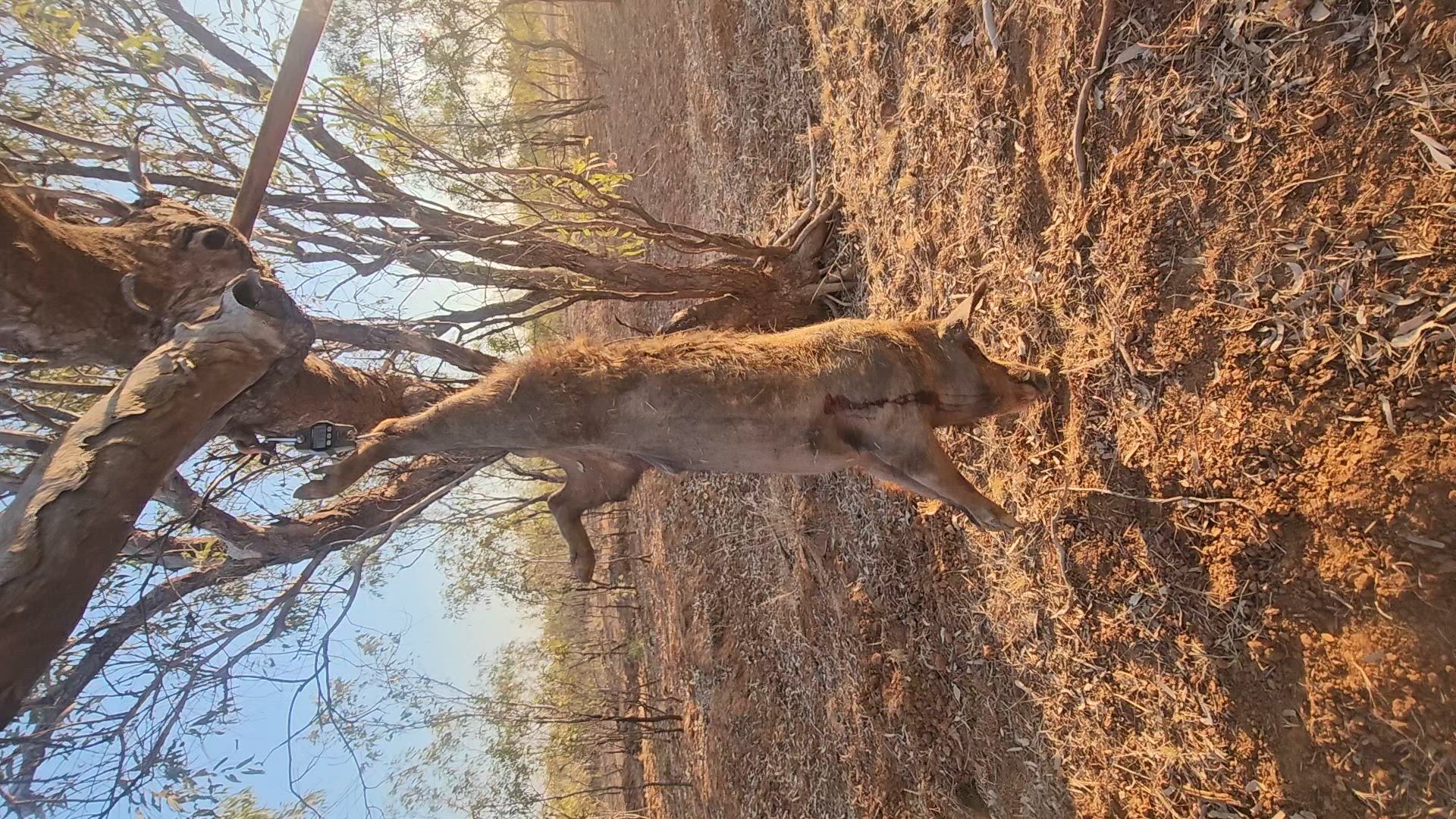 Wetseason Build up Boar