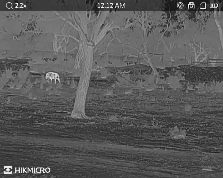 seeing what the pups have learnt