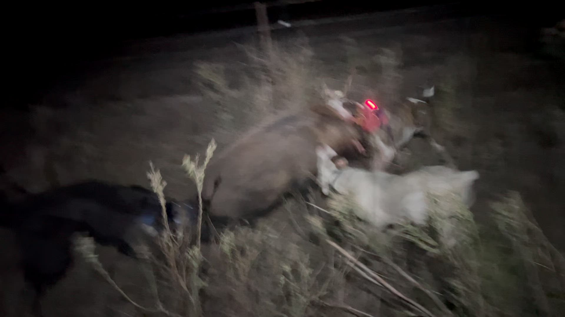 the hills providing the cranky boars jordy putting up a good fight