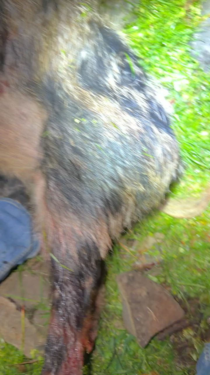 🐗