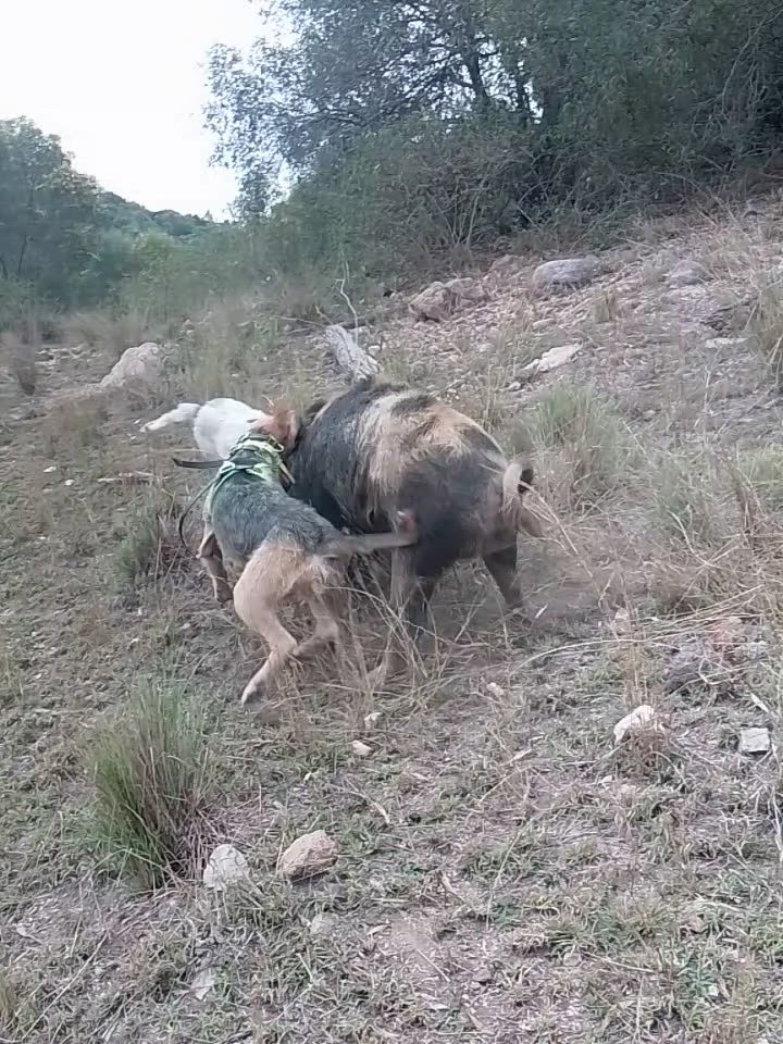good boar the girls pulled up