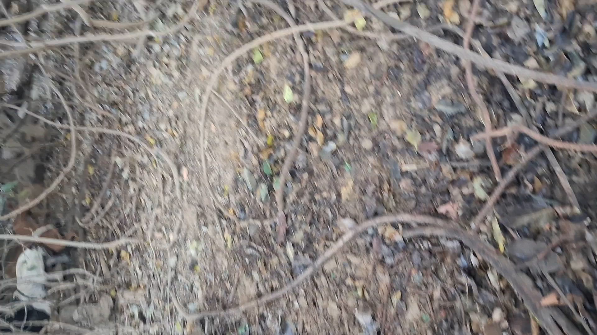 nice gulf boar 🐗