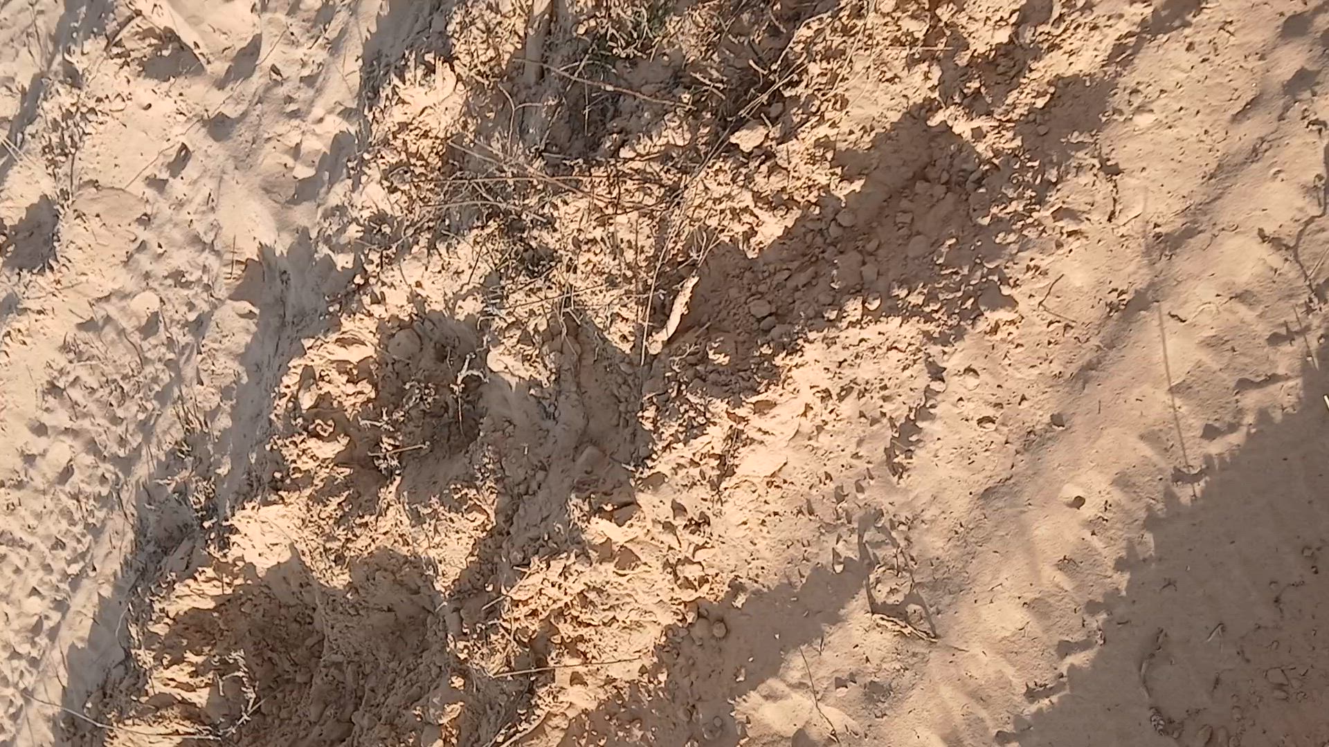 bit of pig diggin