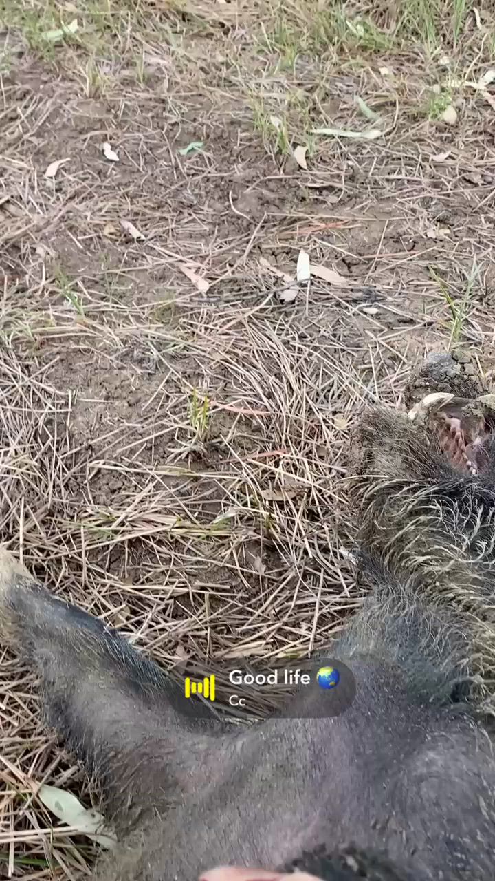 Channel Boars