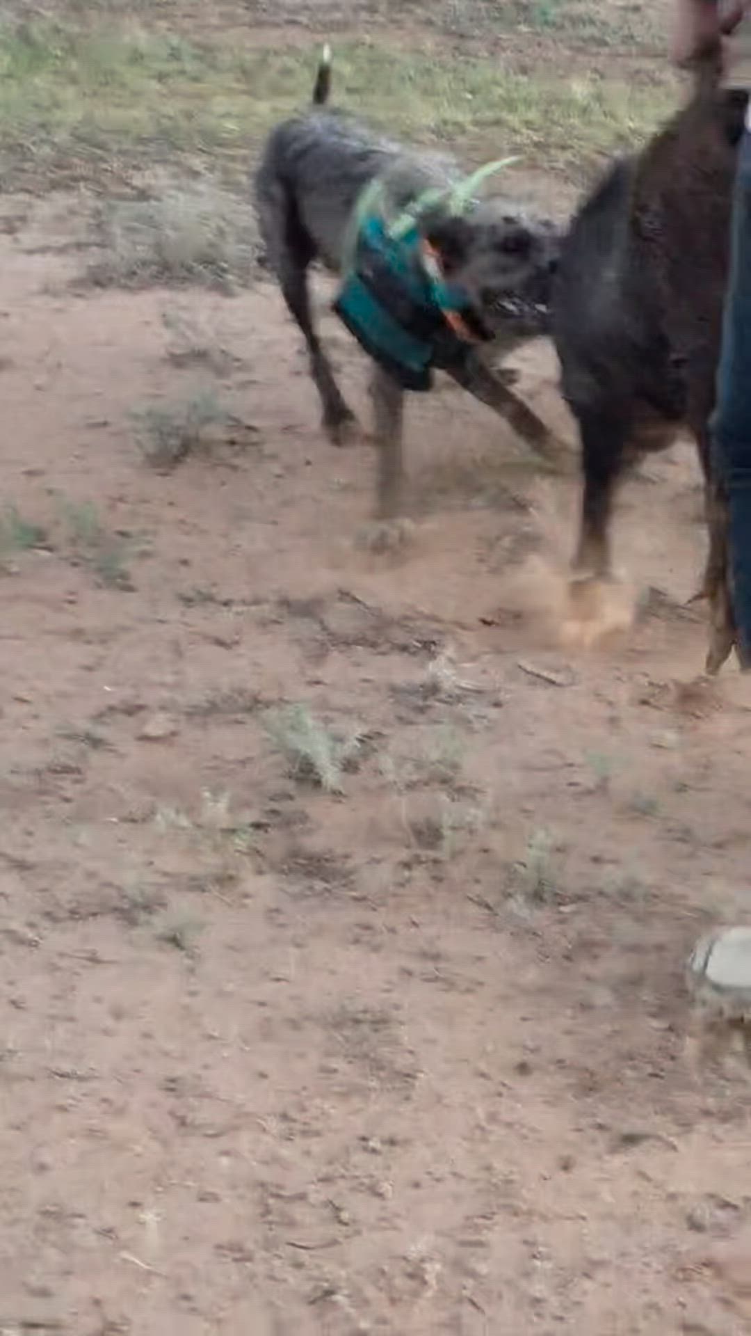 Australia Day Weekend