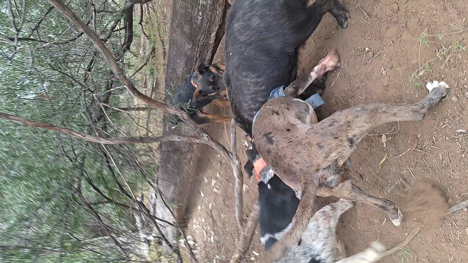 #nsw #dogging #piggin