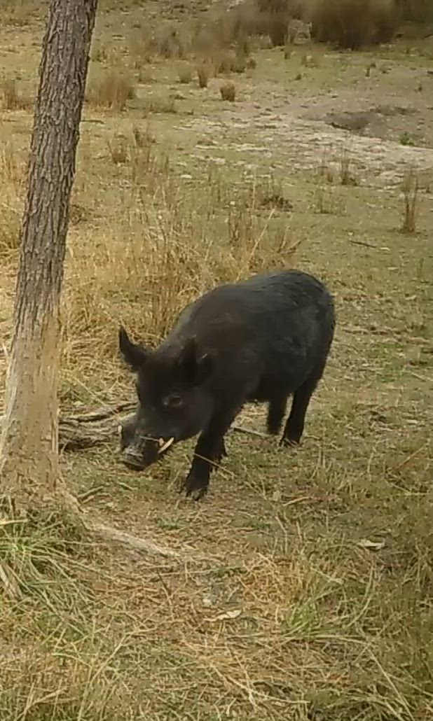Tusky boar