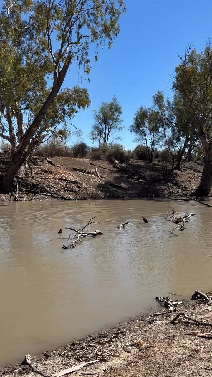First pig out of the river