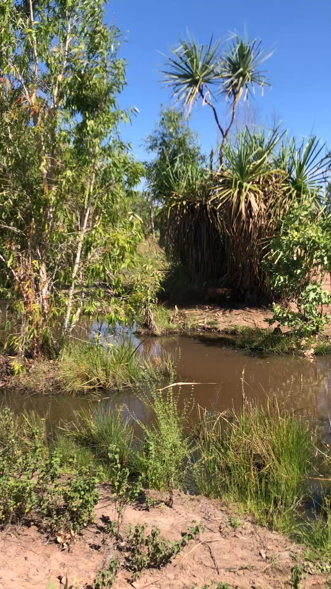 solid 110kg boar with pups