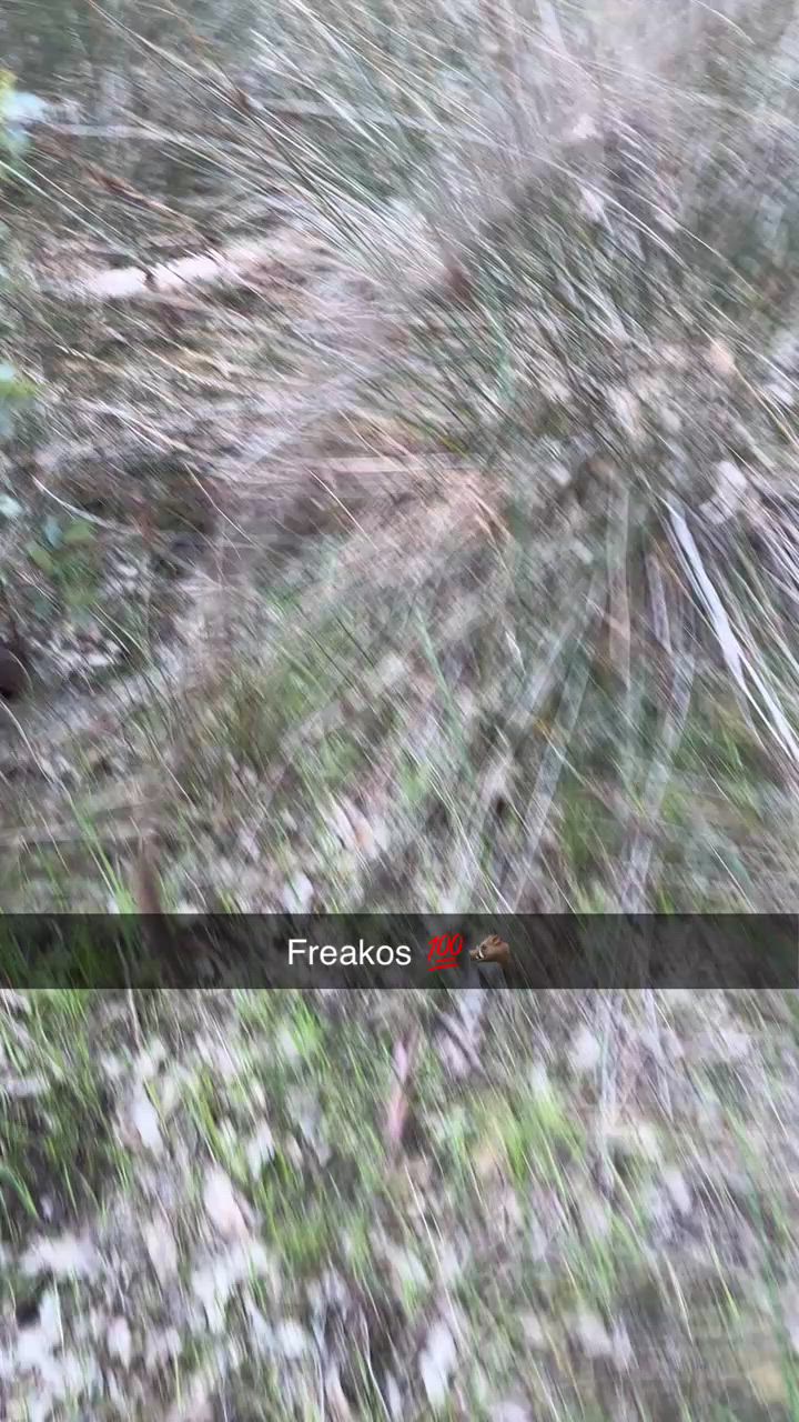 Tanks first pig