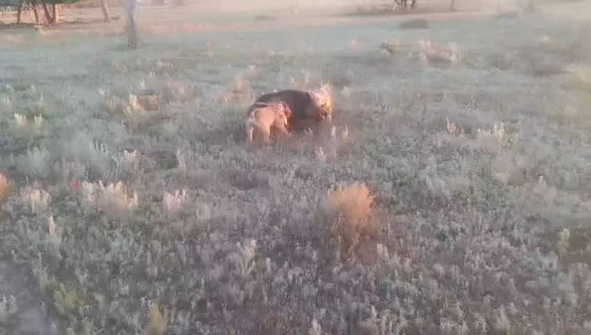 Hilly black berry dogs first western run  🍻