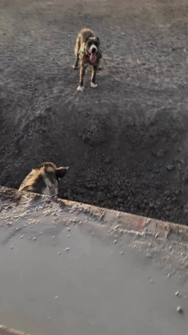 some things can’t wait I suppose 🤷🏼‍♀️