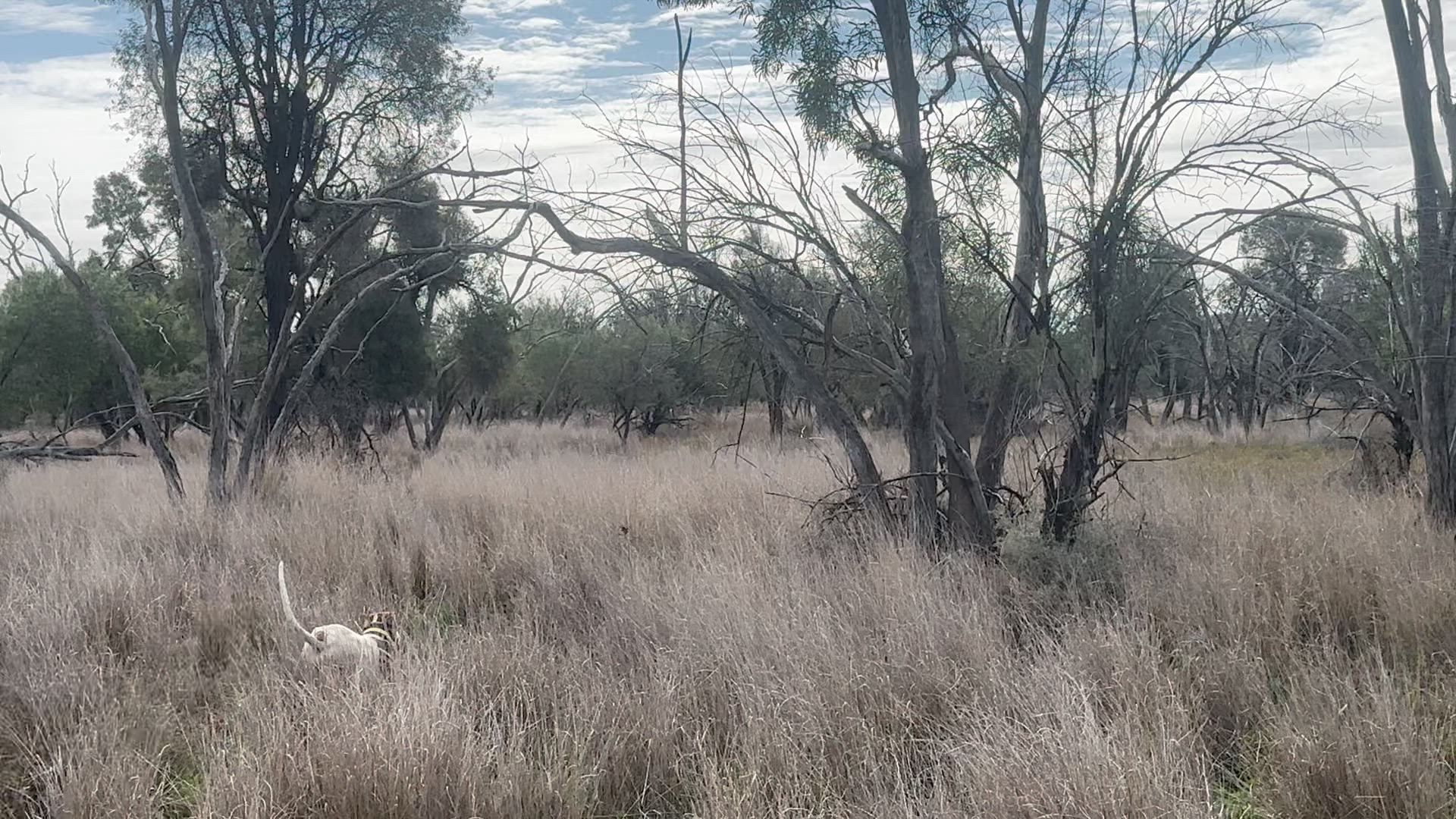 Deadly boar trying to out smart dogs