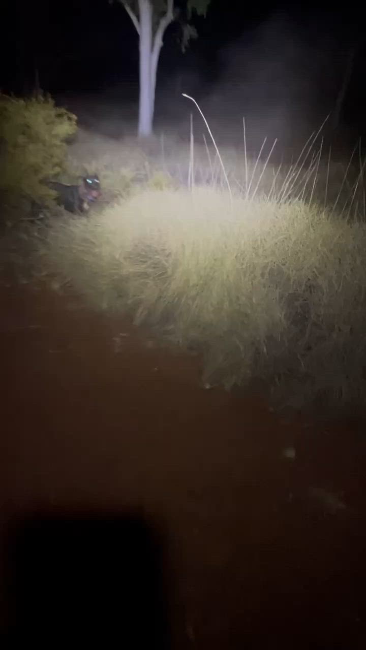 good mountain country boar