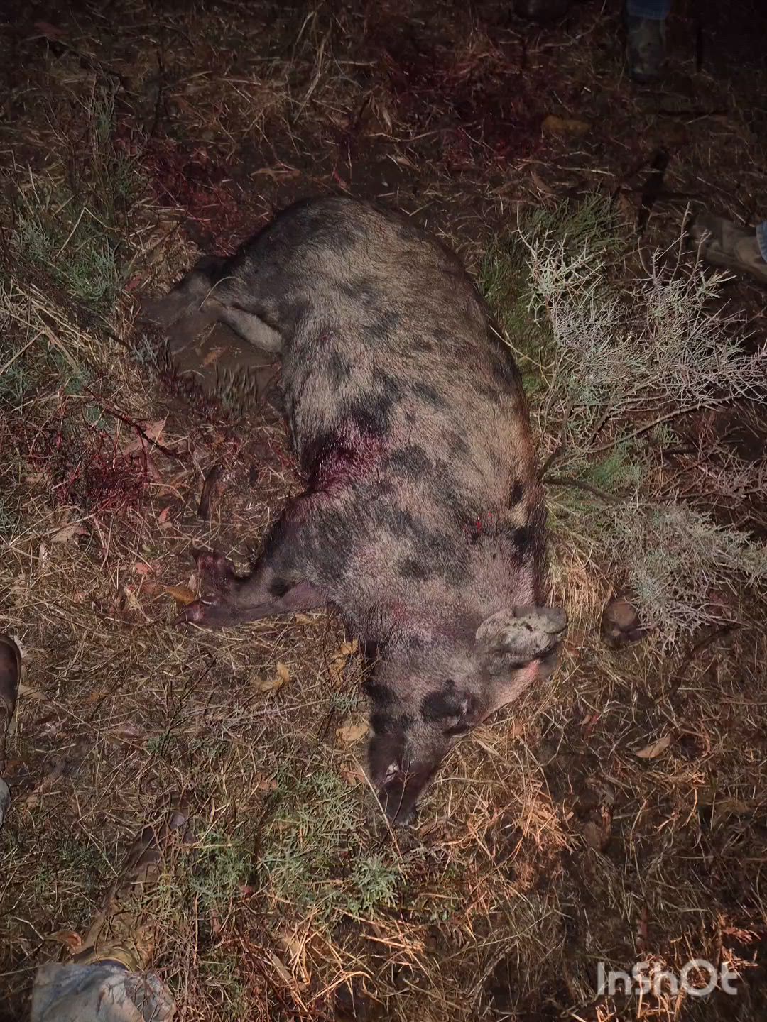 Few better pigs for the pups