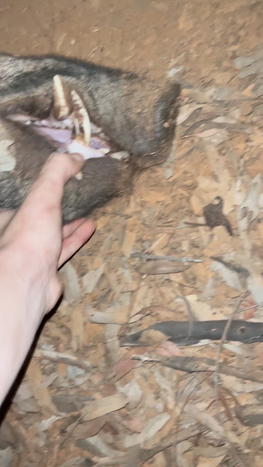 Couple ol sows 🤙🏽