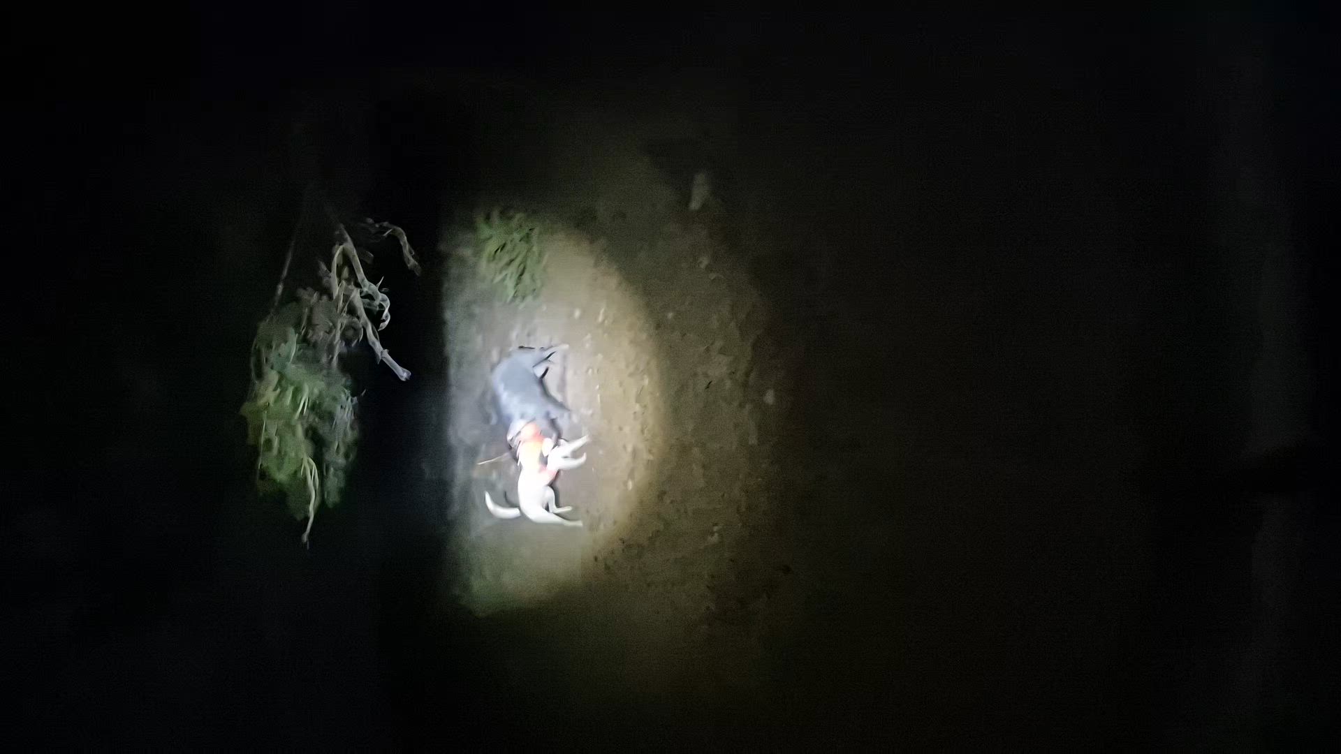 dogs have been busy 💪