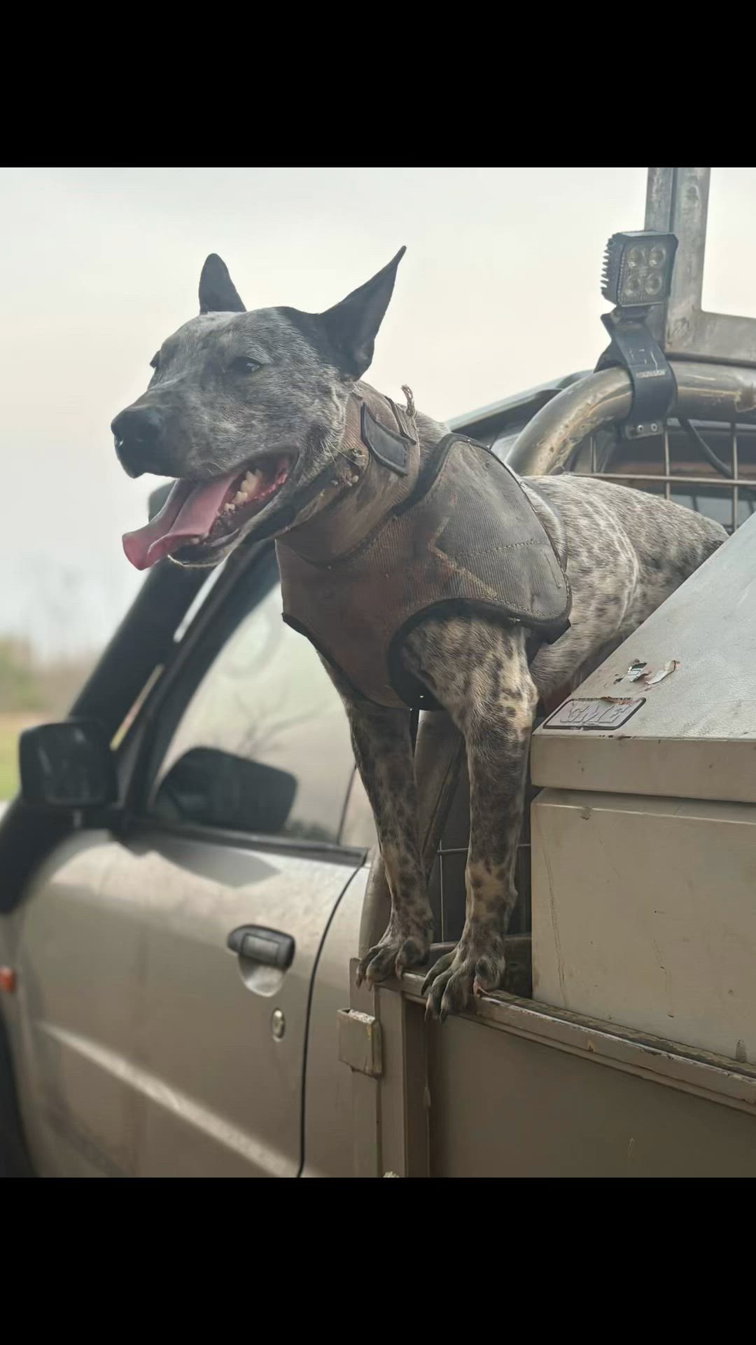 lil trooper gone too soon