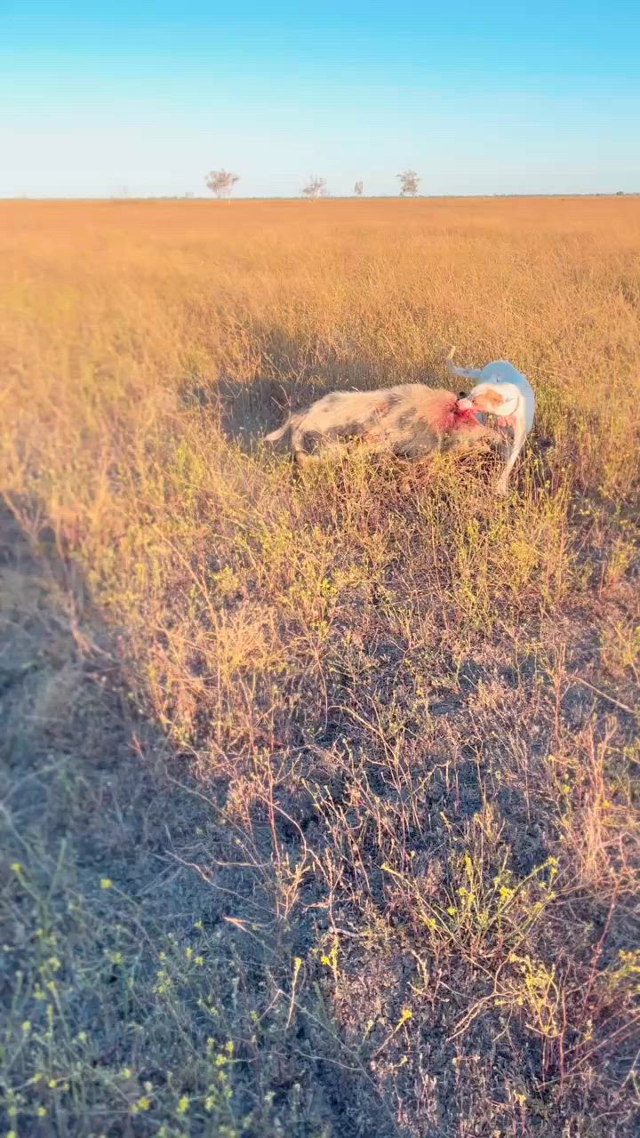 🐗