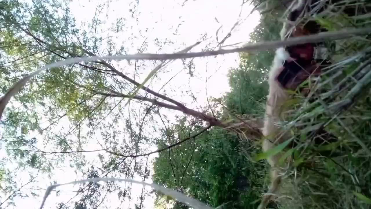GOOD BOAR