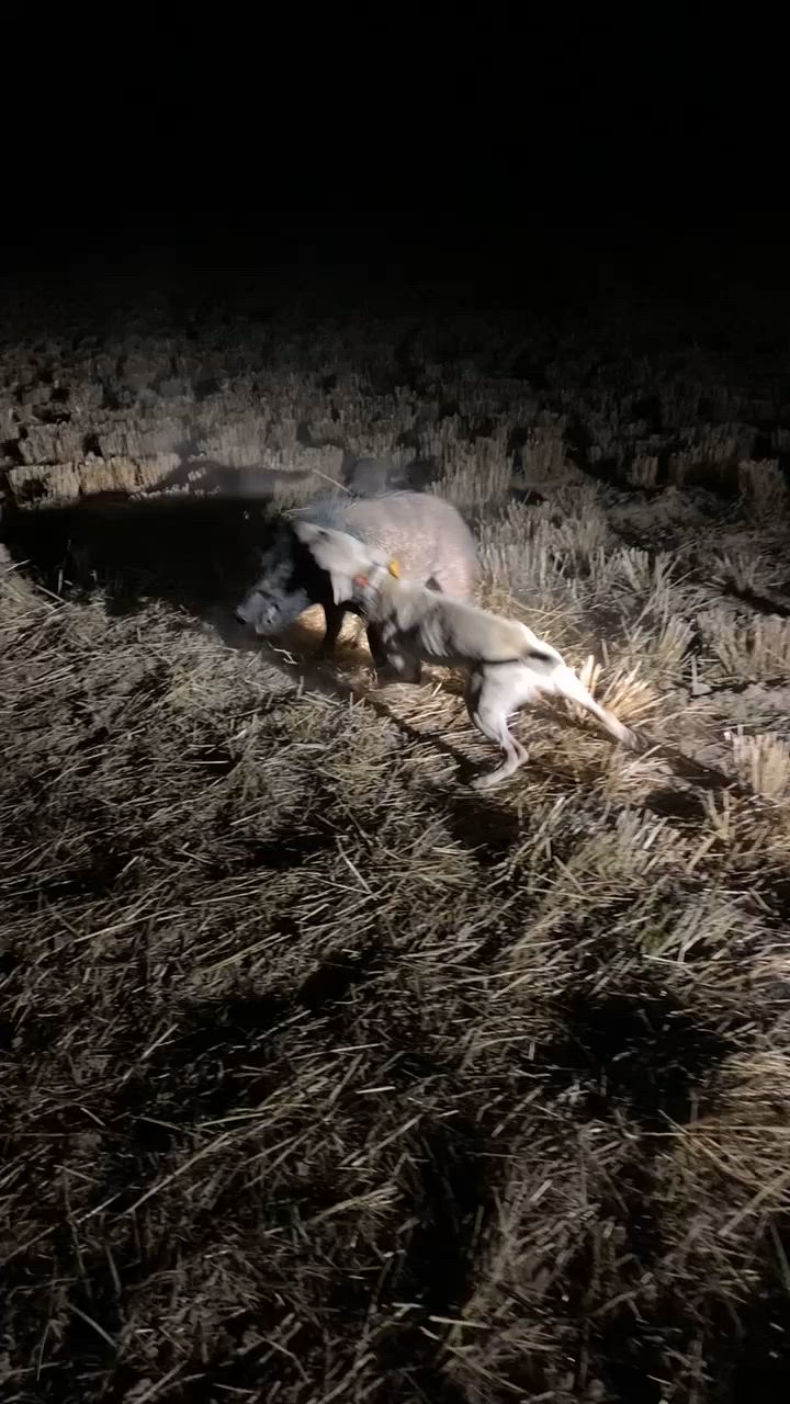 🐗🐶
