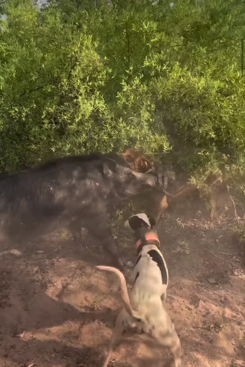 good control over your dog