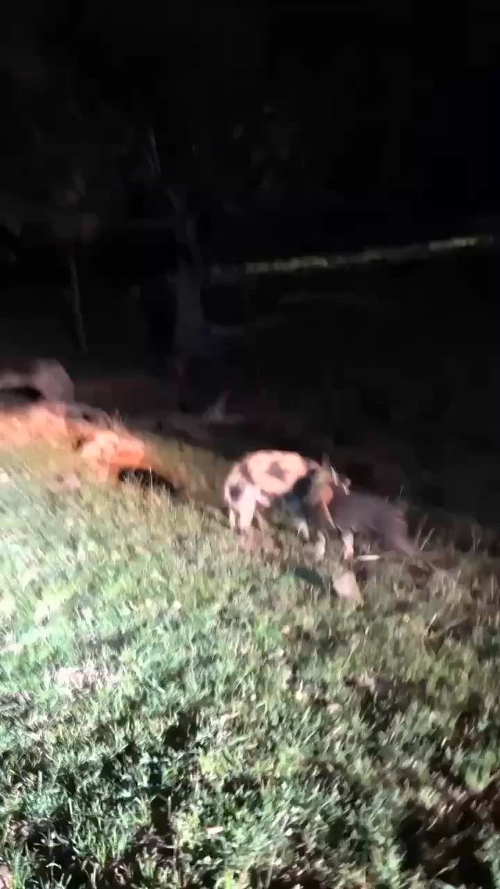 First boar of 2026 ✅️